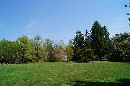 green trees on grass field at daytime thumbnail