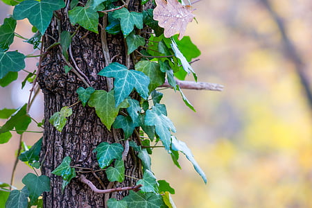 green leaf plant on gray tree trunk thumbnail