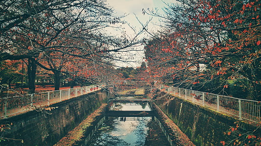 body of water between of brown trees during daytime thumbnail