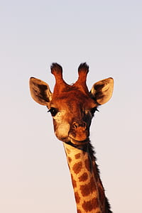 giraffe thumbnail