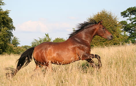 horse photography during daytime thumbnail