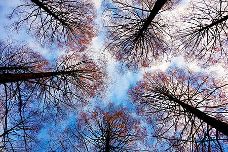 brown leafed trees in low angle photography thumbnail