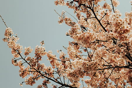 beige leafed tree under gray sky thumbnail