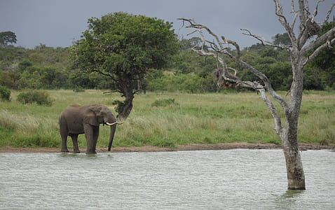 gray elephant standing on body of water thumbnail