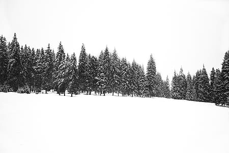 forest covered by snow thumbnail