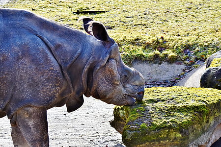 black hippopotamus eating grass on rock thumbnail
