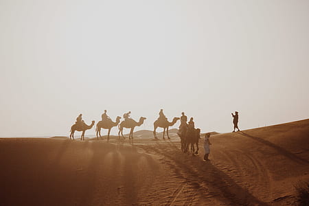 people riding on camels on desert during daytime thumbnail
