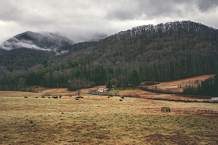 grass field and forest thumbnail