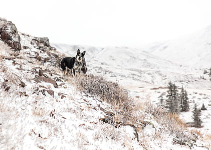 adult Australian cattle dog standing on snow mountain during daytime thumbnail
