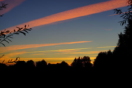 silhouette photo of trees against sky thumbnail