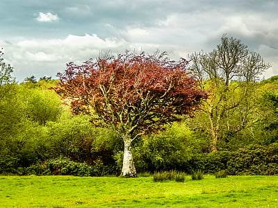 tall brown leaves tree surround by tall trees under white clouds taken during daytime thumbnail