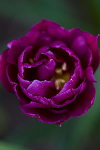 selective focus photography of purple rose flower thumbnail