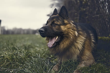 adult German shepherd lying on ground beside fence thumbnail