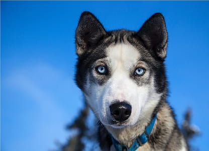 wildlife photography of wolf thumbnail