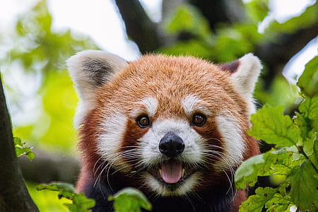 selective focus photography of red panda thumbnail