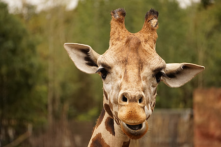 brown and gray giraffe during daytime thumbnail