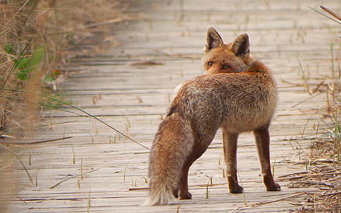 brown fox surrounded grass thumbnail