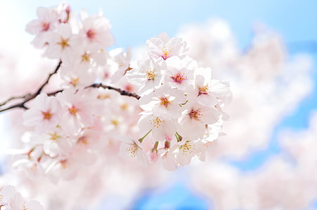 shallow focus photography of white flowers thumbnail