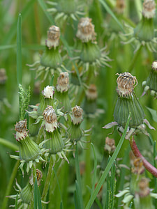 Common Dandelion, Pointed Flower thumbnail
