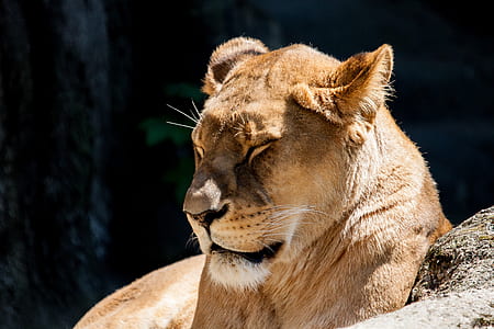 tiger lying on rock thumbnail