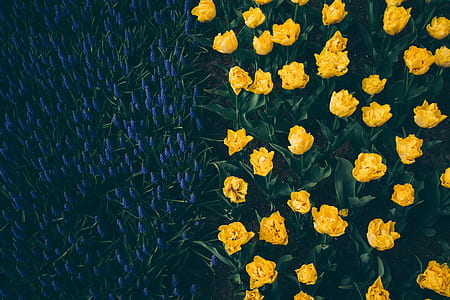 yellow flower fields photography thumbnail