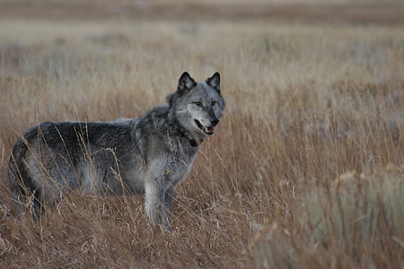 gray and white wolf standing on withered grass field thumbnail