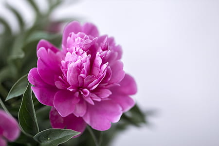 selected focus photography of pink peony flower thumbnail