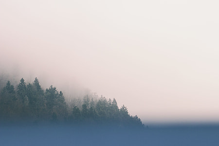 landscape photography of trees covered with fog thumbnail