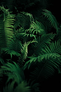 green leafed plants thumbnail
