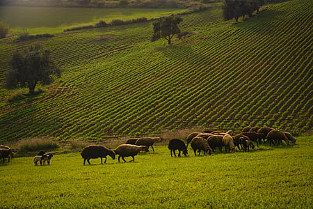herd of goat on green grass hill thumbnail