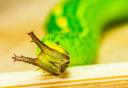macro photography of green caterpillar thumbnail
