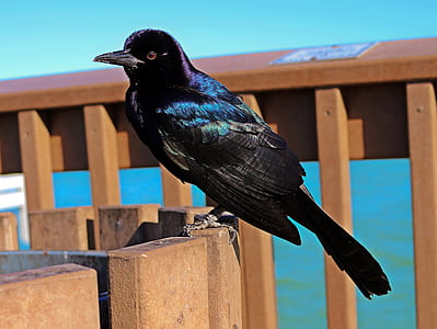black bird on wood barrier in closeup photo thumbnail