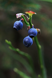 blue berries in closeup photography thumbnail