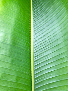 close up photo of green leaf thumbnail