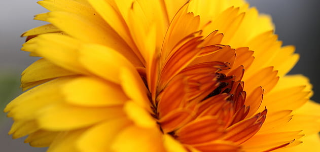 closeup photography of yellow and red chrysanthemum flower thumbnail