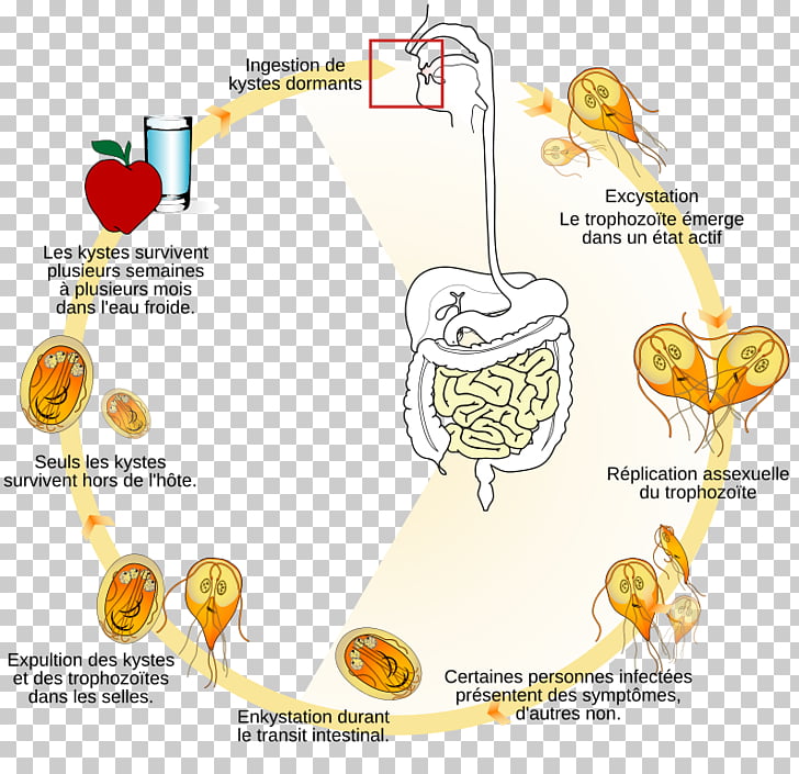 ciclo de vida de giardia canis