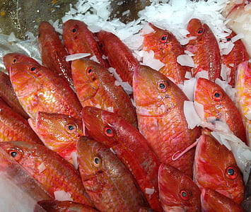 close-up photography of school of orange fish thumbnail