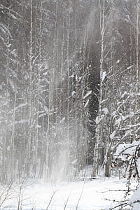 snow covered trees thumbnail