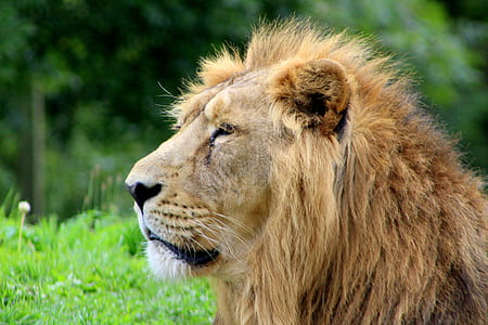 close up photo of lion thumbnail