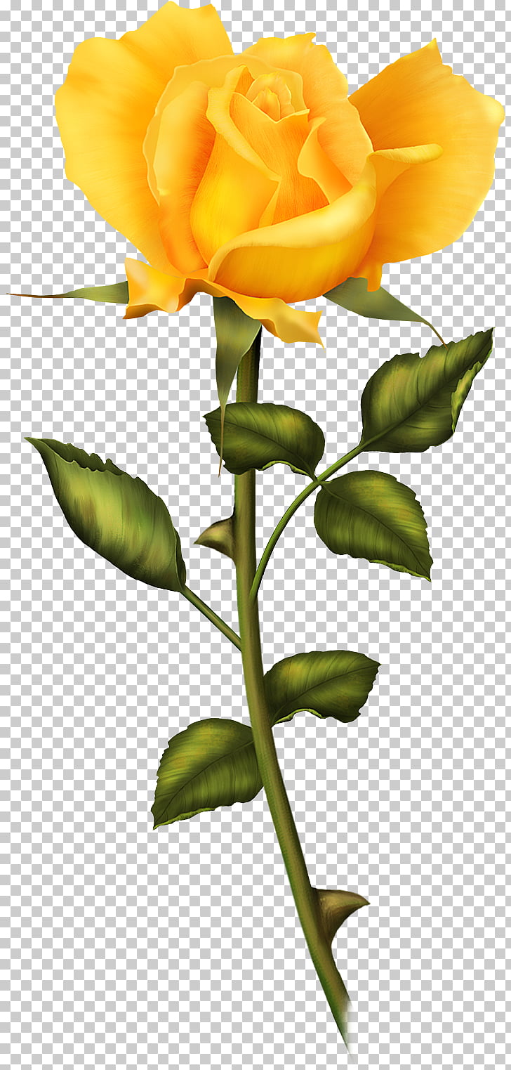 Rosa Amarela Drawing Rose Paper Twine Png Clipart Free Cliparts Uihere