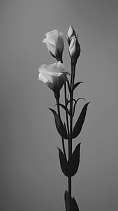art, beautiful, black and white, blooming, blossom, bright thumbnail