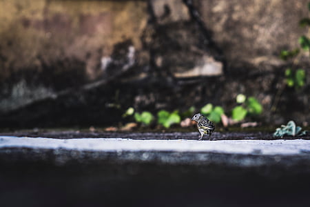 bird, beak, feather, animal, fly, nature thumbnail