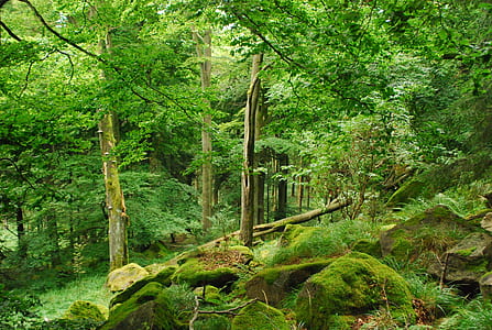 green leafed trees during daytime thumbnail