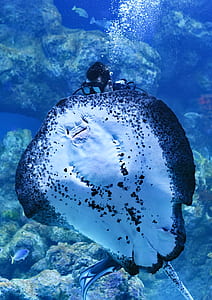 sting ray in front of diver under the sea thumbnail