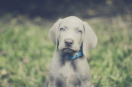 black Labrador retriever puppy thumbnail