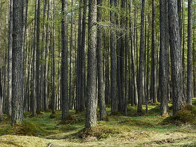 green trees thumbnail