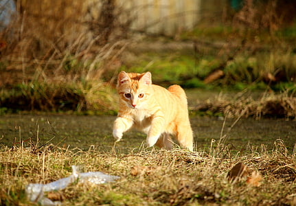 orange tabby cat running on grass thumbnail