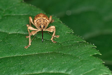 brown weevil on green leaf thumbnail