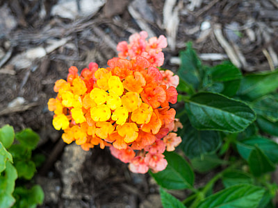yellow and orange petaled flowers thumbnail