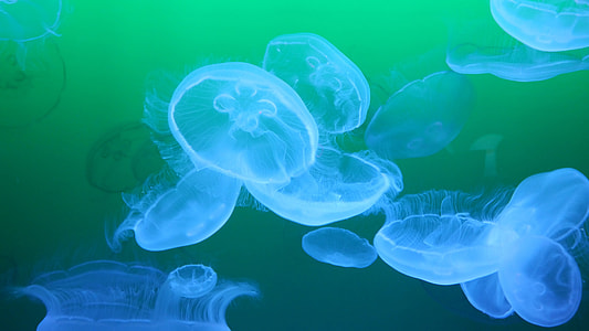 macro photography of blue jellyfishes thumbnail